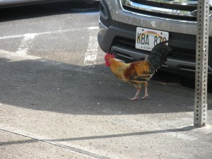 Rooster