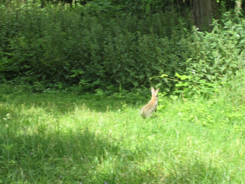 A little bunny spotted along our route.