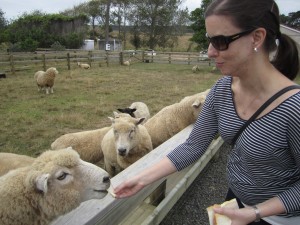 Ann Taylor feeds the sheep
